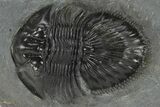 Thysanopeltis Trilobite - Top Quality Specimen #227780-1